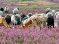 Heidegebiet Senne mit Heidschnucken © Franz Hasse